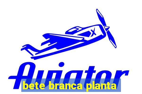 bete branca planta